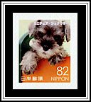 Miniature Schnauzer