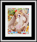 Welsh Corgi Pembroke