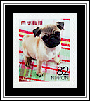 Pug