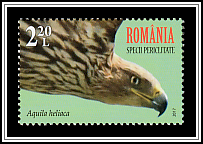 Eastern Imperial Eagle (Aquila heliaca)