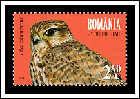 Merlin (Falco columbarius)