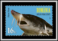 Beluga Sturgeon (Huso huso)