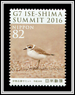 Kentish Plover