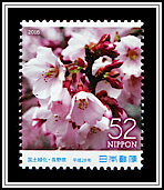 Cherry Blossoms