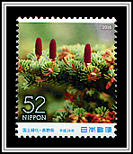 Nikko Fir