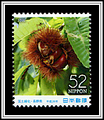 Japanese Chestnut
