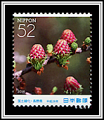 Japanese Larch