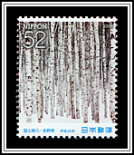 Japanese White Birch Trees