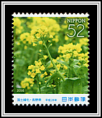 Rapeseed Blossoms