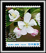 Apple Blossoms
