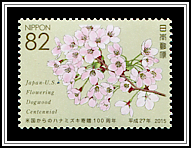 Cherry Blossoms