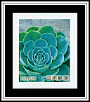Echeveria