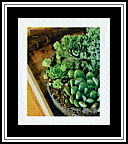 Group Planting