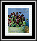 Sedum