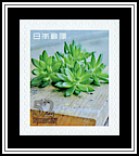 Sedum