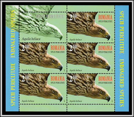 Eastern Imperial Eagle (Aquila heliaca)