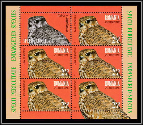 Merlin (Falco columbarius)