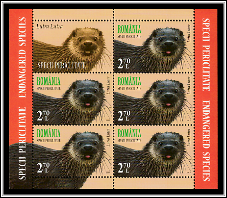 Eurasian Otter (Lutra lutra)
