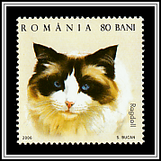 Ragdoll
