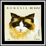 Ragdoll