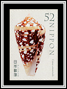 Admiral Cone