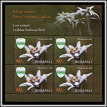 Edelweiss (Leontopodium alpinum)