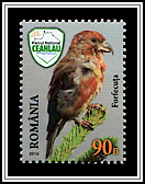 Red Crossbill