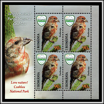 Red Crossbill (Loxia curvirostra)