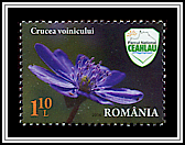 Transylvanian Hepatica