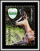 Chamois