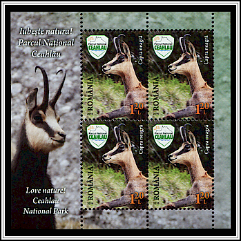 Chamois (Rupicapra rupicapra)