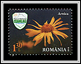 Arnica