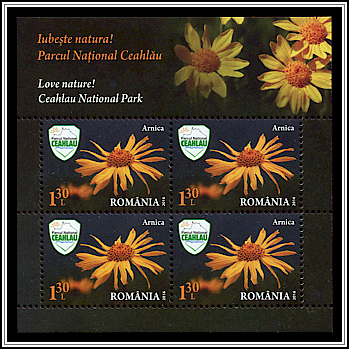 Arnica (Arnica montana)