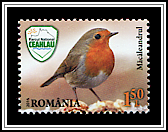 European Robin
