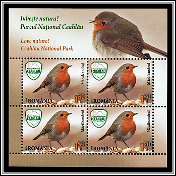 European Robin (Erithacus rubecula)