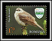 Water Pipit