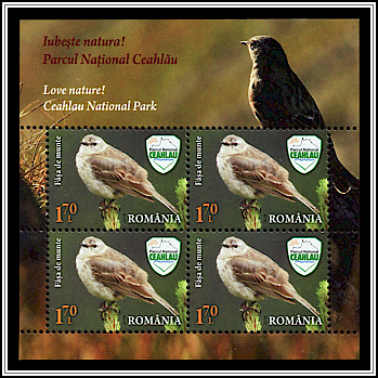 Water Pipit (Anthus spinoletta)