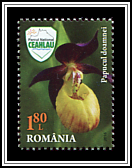Lady’s Slipper Orchid