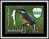 Eurasian Kingfisher