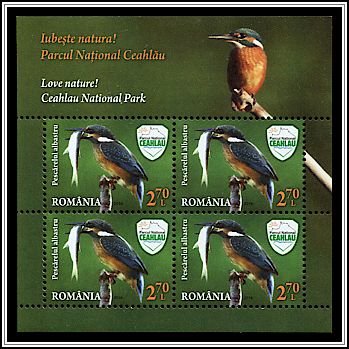 Eurasian Kingfisher (Alcedo atthis)