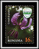 Turk’s Cap Lily