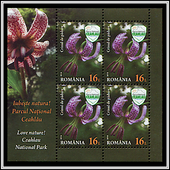 Turk’s Cap Lily (Lilium martagon)