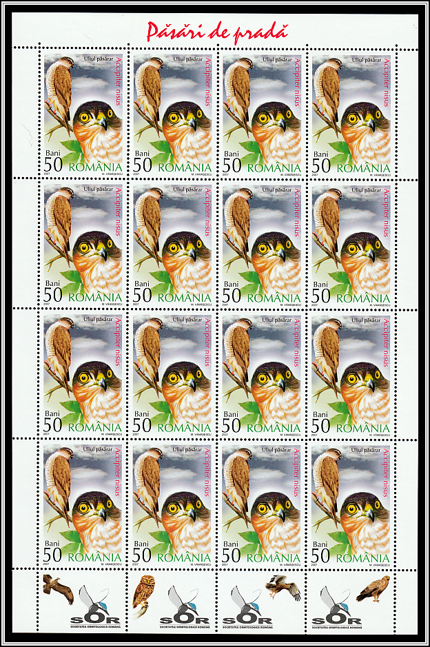 Eurasian Sparrowhawk (Accipiter nisus) Sheet Type II