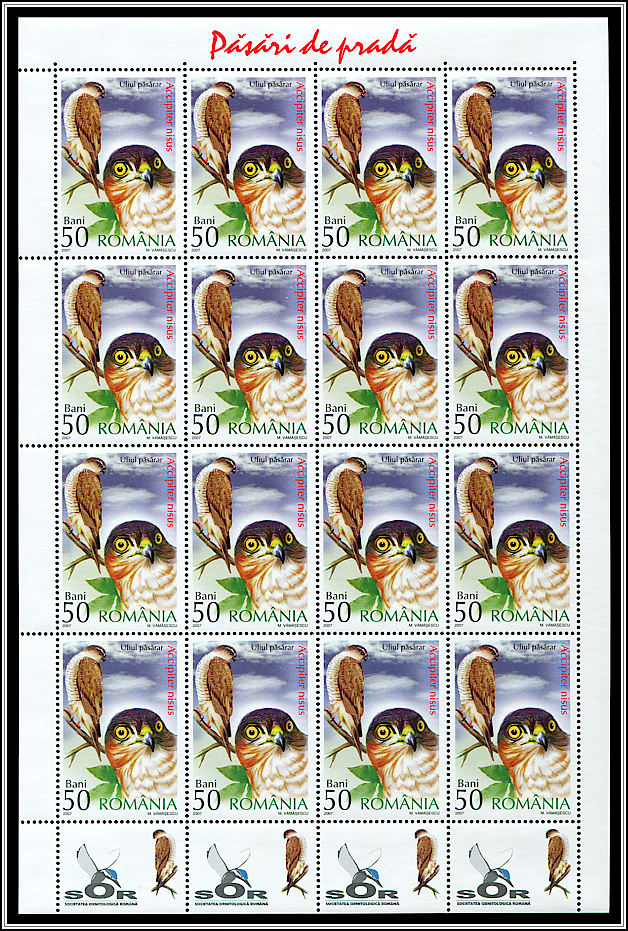 Sparrowhawk (Accipiter nisus) MS Type II