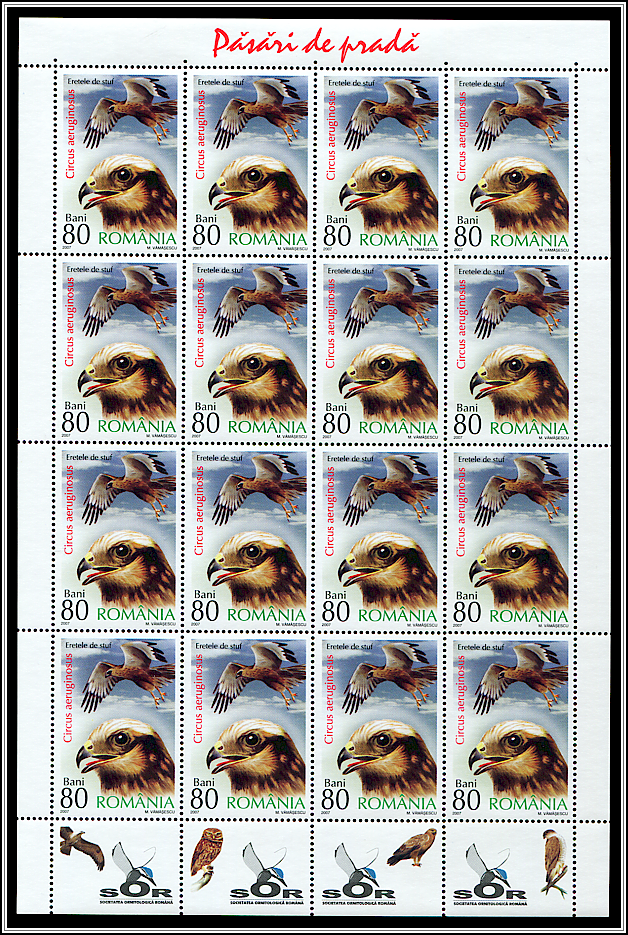 Western Marsh-harrier (Circus aeruginosus) MS Type I