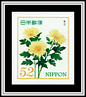 Chrysanthemum