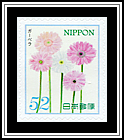 Gerbera