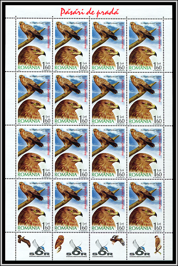 Lesser Spotted Eagle (Aquila pomarina) MS Type I