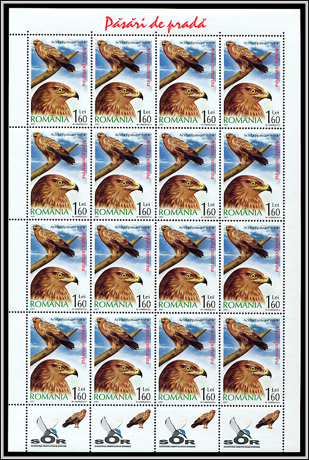 Lesser Spotted Eagle (Aquila pomarina) MS Type II