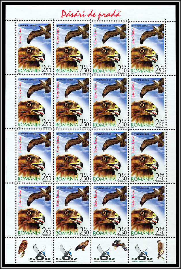 Common Buzzard (Buteo buteo) MS Type I